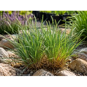 Ostrevka dlhosteblová (Sesleria heufleriana) ‘BLUE PORCUPINE’® - kont. P9/P11